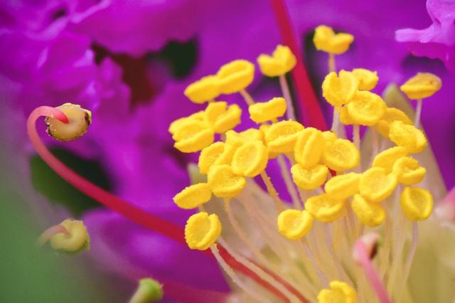 紫薇花開 曉迎秋露一支新 不占園中最上春 Kks資訊網