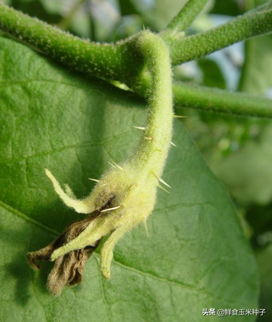 茄瓜果类蔬菜夏季高温期常见生理性障碍及防治措施17