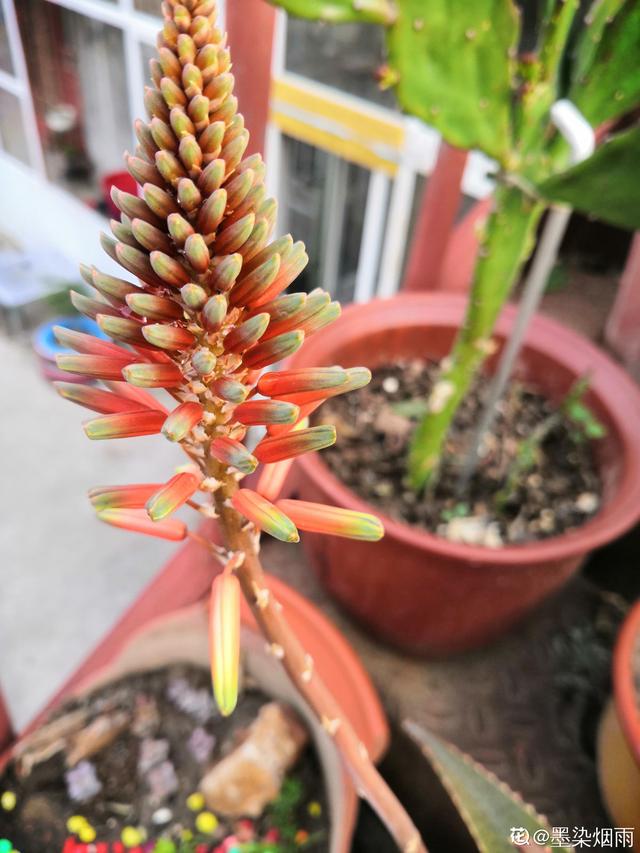 芦荟开花 芦荟开花（芦荟开花图片） 生活