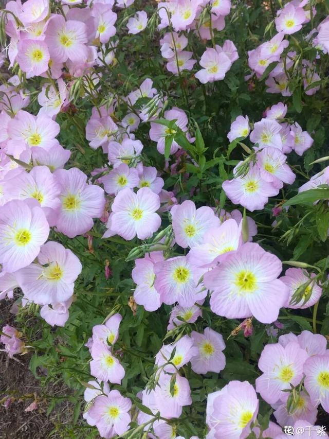 夏天的花 夏天的花（夏天的花卉） 生活