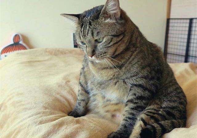 可真要说起来,一些肥胖的人就要不服了:"胖是我们的错吗?