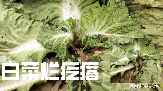 大白菜出现“烂疙瘩”损失大，是什么原因引起的？如何防治