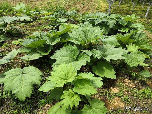 大黄苗后除草咋成？药到草锄，高效禾阔双除，省时省力太简单8