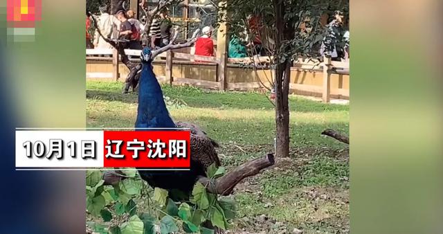 沈阳一景区疑似将孔雀绑在树上供游客观赏？其中一只孔雀脚已经红肿，景区：为了防止孔雀伤人