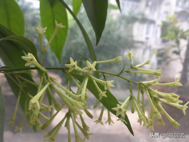 夜来香花 夜来香花（夜来香花图片） 生活