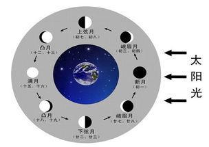 新月–娥眉月–上弦月–盈凸–滿月–虧凸—下弦月–殘月–新月