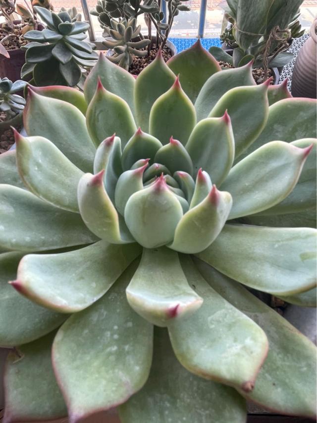 「重磅」花开正当时 雨露自不知（花开正当时雨露自不知是什么意思）