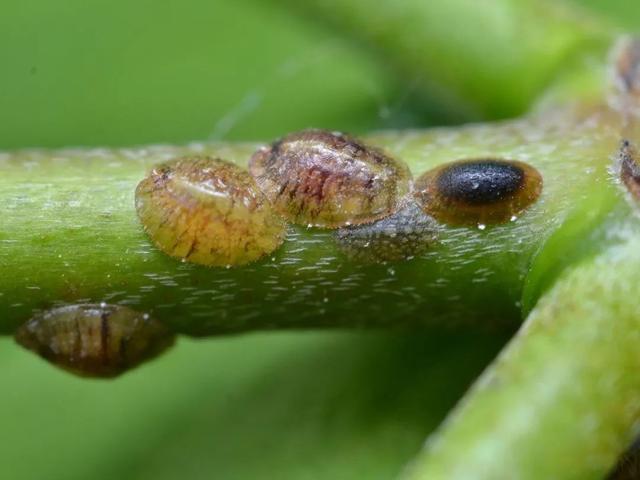 夏天烦人的蚧壳虫，有太多方法预防和清除了，赶紧学起来8