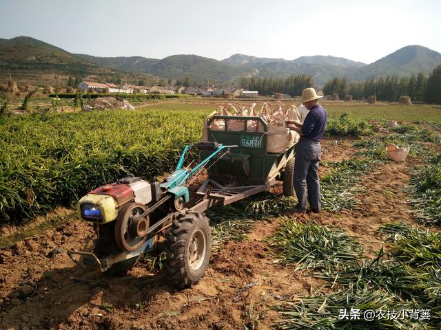 大姜茎基腐病即将迎来雨季高发期，病害周年综合防治技巧要记心底15