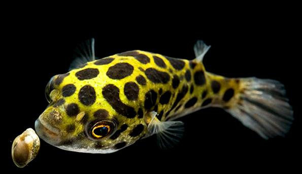 绿河豚鱼但它有众多的兄弟姐妹,例如:斑马狗头,8字娃娃,皇冠狗头鱼