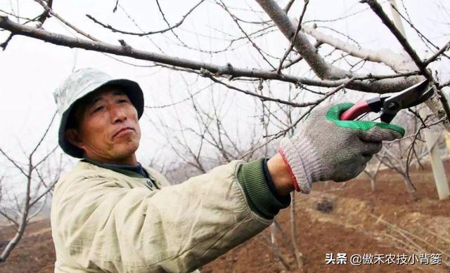 春季苹果萌芽期，要早施肥水、早修剪、早刻芽、早疏蕾、早喷药10