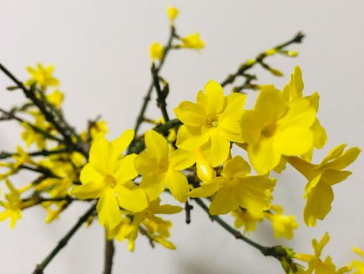花名怎么取