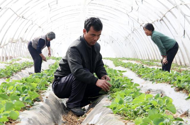 草莓想要长得好，苗期管理很关键，四点建议值得参考6