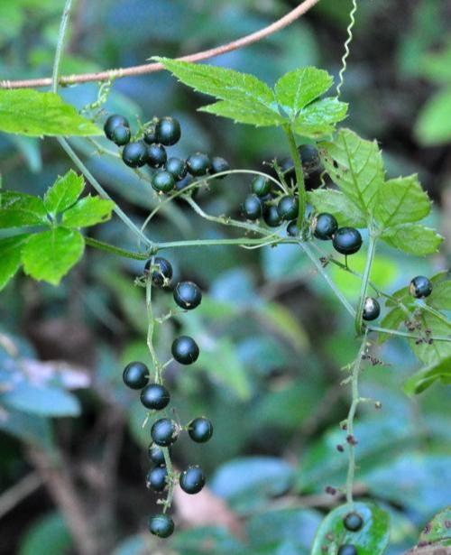 有七叶胆,五叶参,母猪藤等等;属于葫芦科绞股蓝属多年生攀援草本植物