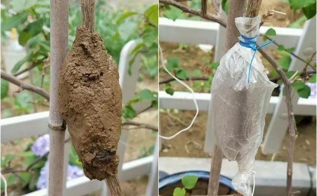 适合压条的植物有哪些(压条的植物)