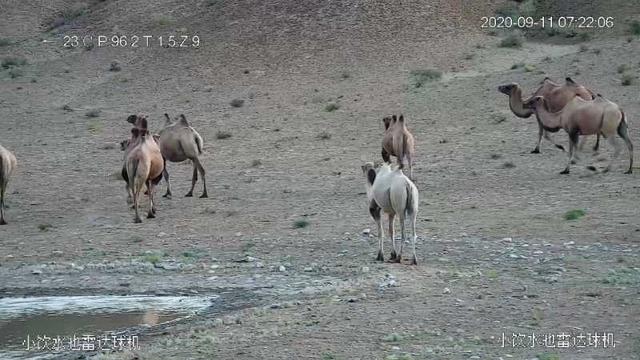 甘肃发现首例白化野骆驼:甘肃发现首例白化野骆驼：与众不同的基因，已被世界淘汰