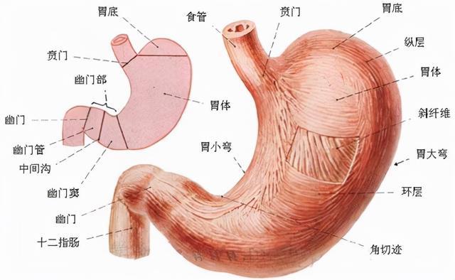 “胃”不好，这几个养胃方法你知道吗？赶紧收藏下来吧