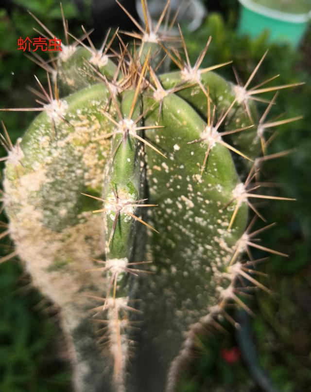 家里的花招了蚧壳虫，橄榄油加洗洁精，给花喷点效果好