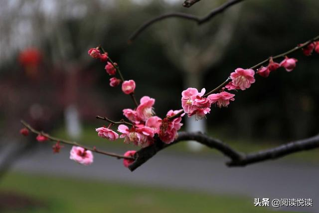 梅花的精神 梅花的精神（梅花的精神和品质） 科普