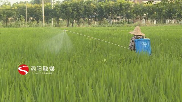 泗阳：水稻抽穗扬花期病虫害防治要紧跟3