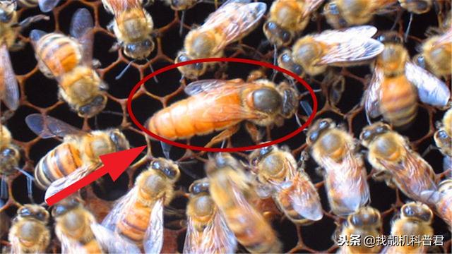 蜜蜂蜂王死了其他蜜蜂都会死吗（蜂王被蜜蜂蛰了会死吗）