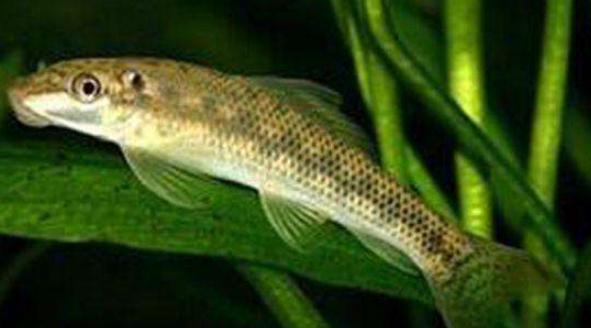 金苔鼠鱼的缺点，金苔鼠是除藻帮手还是草缸噩梦