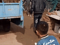 爆笑的动图图片：一只会洗衣服的二哈，有要的没