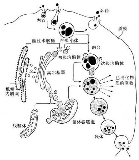 细胞内部是如何分工的？「高中生物讲解」1.3.27