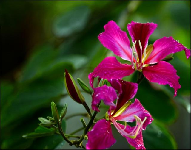 澳门市花 澳门市花（澳门市花图片） 生活