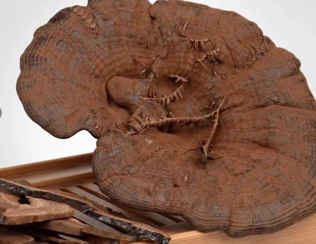 灵芝被称为“云朵仙草”，到底仙在哪？