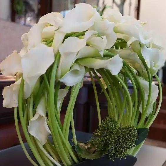 马蹄莲花语 马蹄莲花语（马蹄莲花语象征与寓意） 生活