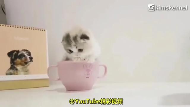 茶杯猫图片