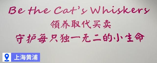 上海宠物猫领养