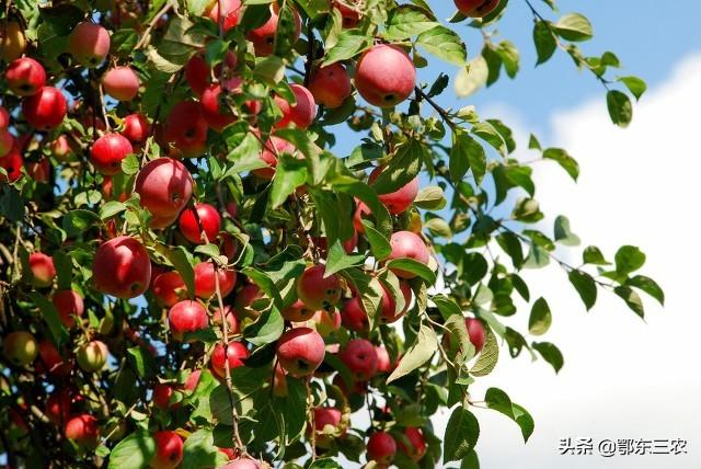 在果园里，硝酸钾和硫酸钾哪个更适合果实膨大期使用？