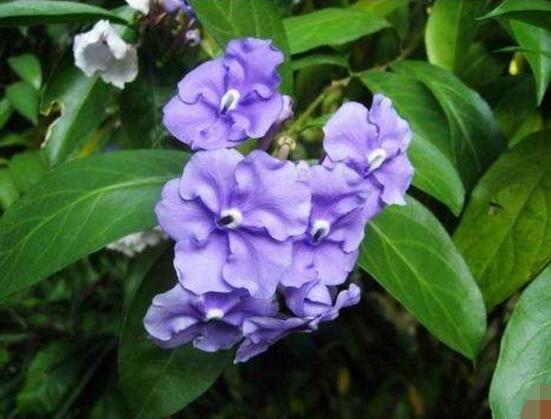 茉莉花花语 茉莉花花语（茉莉花花语及传说） 生活
