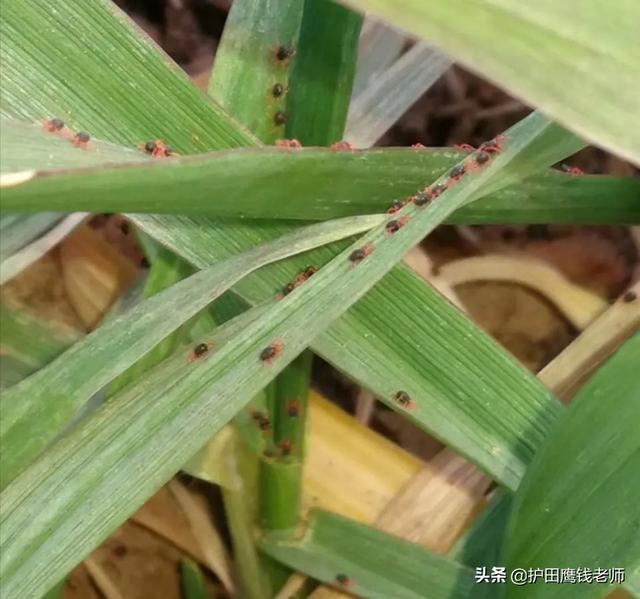 小麦田来了红蜘蛛，做好防治工作可以多收粮食2