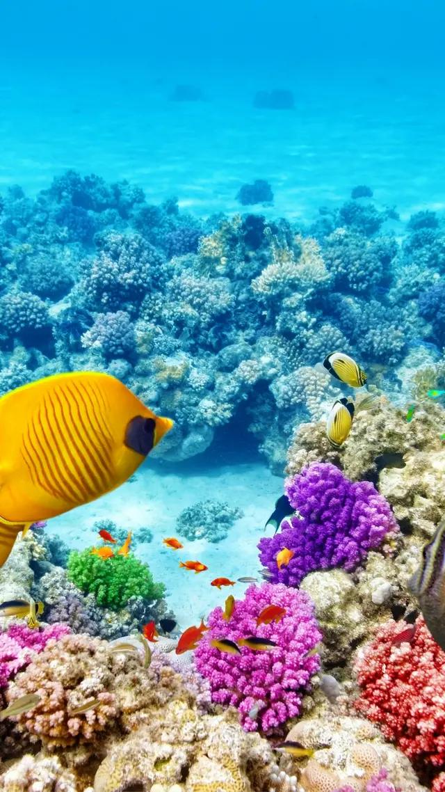 海洋风景壁纸(海边风景壁纸手机壁纸)_手工miao