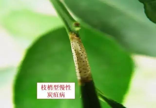 柑橘炭疽病的危害症状，以及发生规律和防治措施5