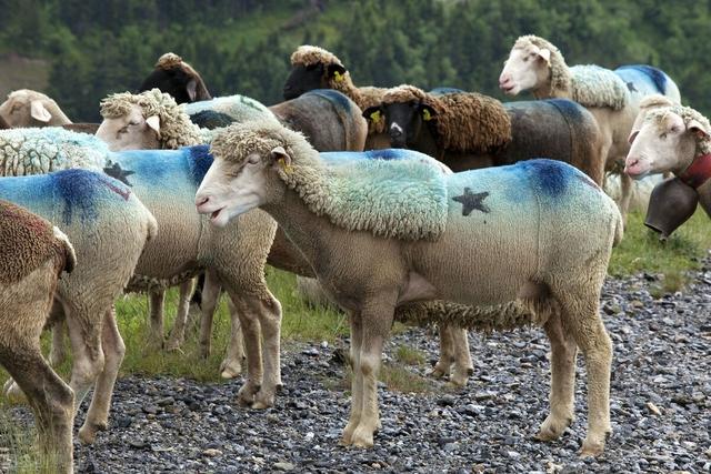 商务部鼓励家庭根据需要储存一定数量的生活必需品传递什么信号？