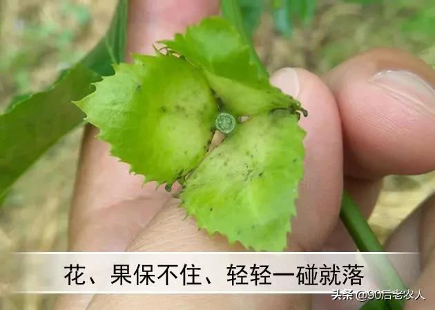 百香果出现“虚花虚果”轻轻一碰就掉落？多措齐施才能减少发生4