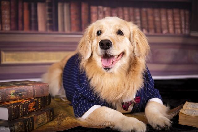 狗狗感冒咳嗽止咳最快的一招秘方(金毛感冒咳嗽能自愈吗)-艾拉养犬