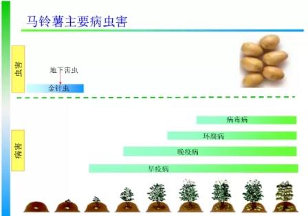 土豆种植4膜技术，与生长时期管理相结合，错峰上市增产提质14