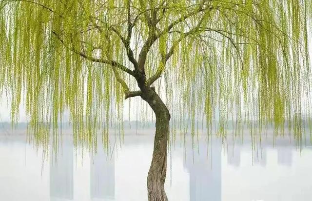 贺知章的诗有哪些（贺知章最著名的两首经典诗歌赏析）