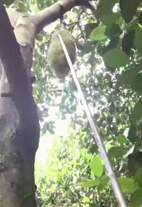 搞笑的GIF趣图：努力吧，不然吃的饺子都不是人工包的了