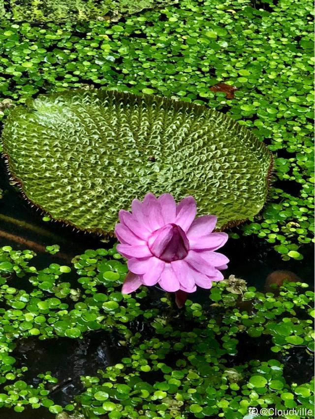 水植物 水植物（水生植物施工组织设计） 生活