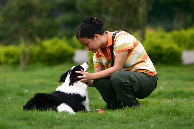 如何训练边境牧羊犬