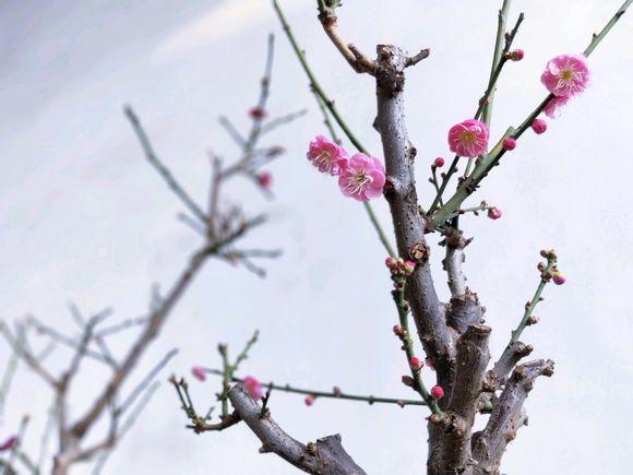 十二月的花 十二月的花（十二月的花语） 生活