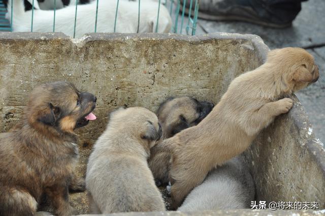 宠物狗交易市场