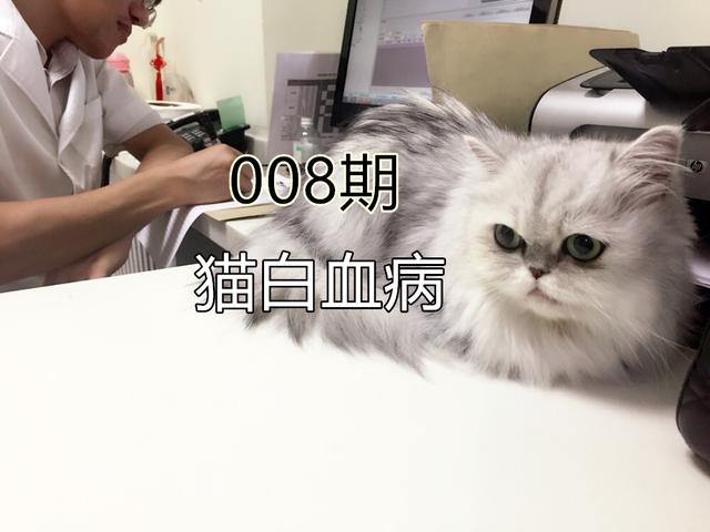 猫白血病