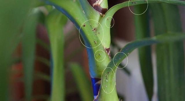 植物叶背和叶芽处长满白色絮状物，那就是烦人的吹棉介壳虫